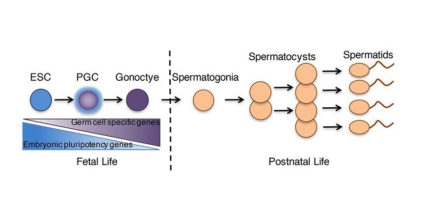 Normal Spermatogenesis