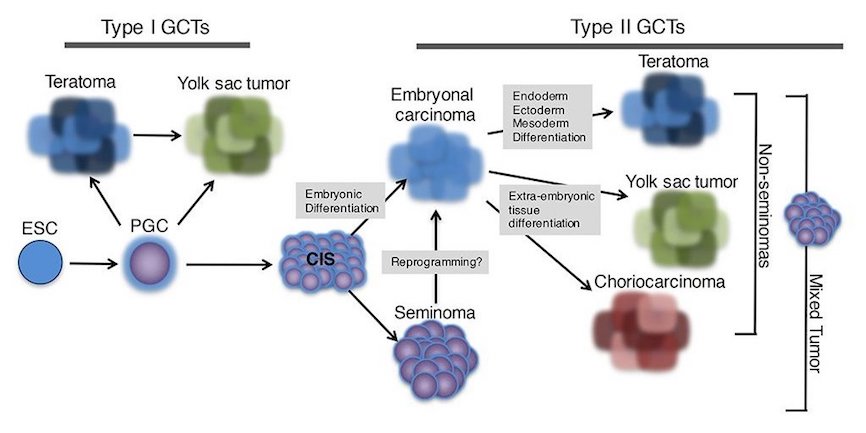 Germ Cell Tumor Histological Classification